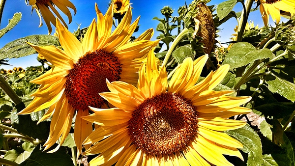 Sunflower Drama by Leslie Affeldt Photography