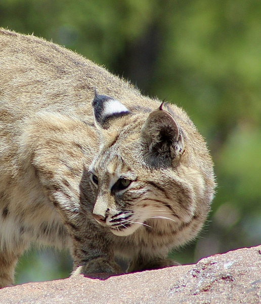 Bobcat -1 by Leslie Affeldt Photography