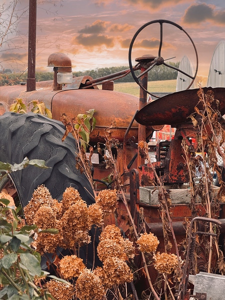 Something in the Orange. Vintage Farmall tractor by Leslie Affeldt Photography