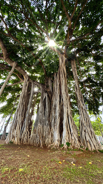 Banyan Tree Print
