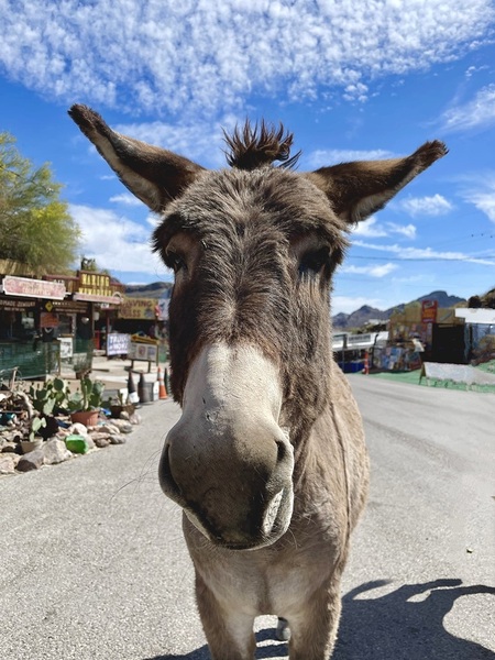 Oatman Donkey by Leslie Affeldt Photography