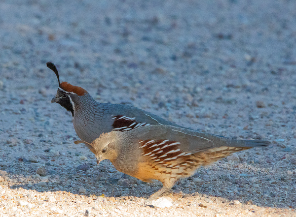 Quail Couple by Leslie Affeldt Photography
