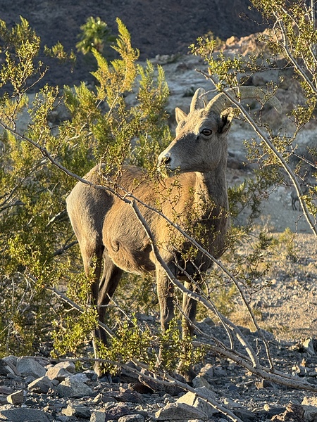 Big Horn Sheep in the golden hour Print