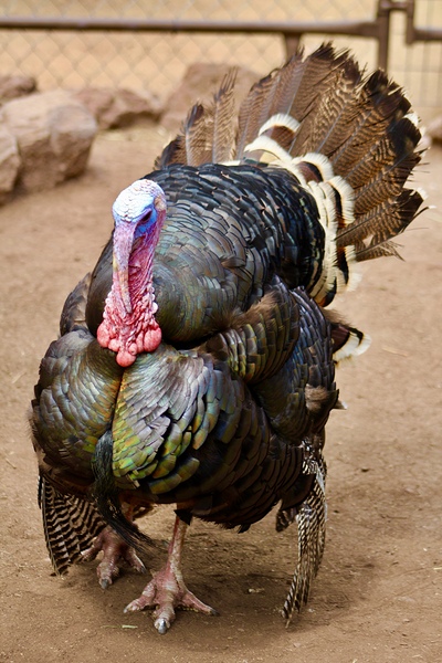 Wild Turkey by Leslie Affeldt Photography