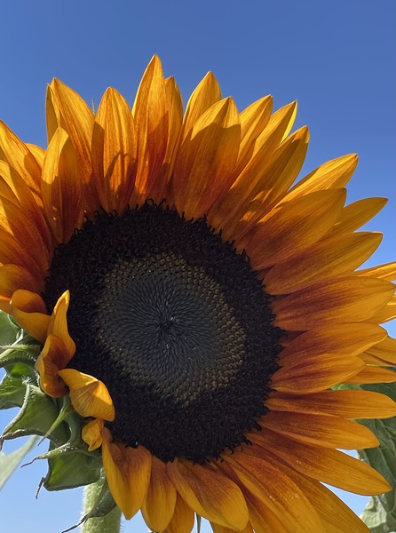 Big Sunflower by Leslie Affeldt Photography
