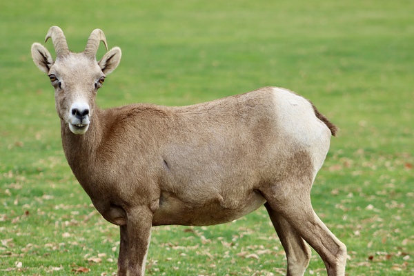 Bighorn Sheep - Nevada 3 Print