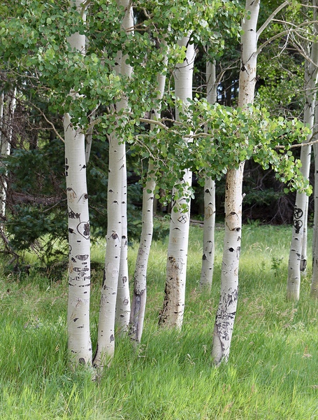 The Earth has music for those who listen. Aspens in Flagstaff Print