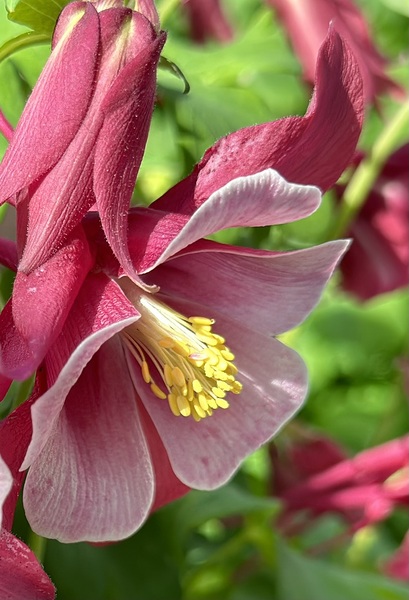 Columbine Bloom Print