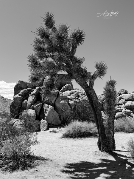 Joshua Tree by Leslie Affeldt Photography