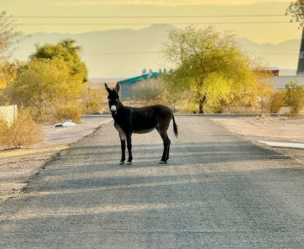 Topock Donkey by Leslie Affeldt Photography