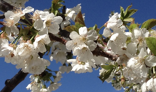 White Cherry Blossoms  -1 by Leslie Affeldt Photography