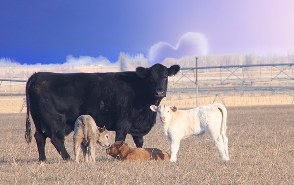 Calving Season by Leslie Affeldt Photography
