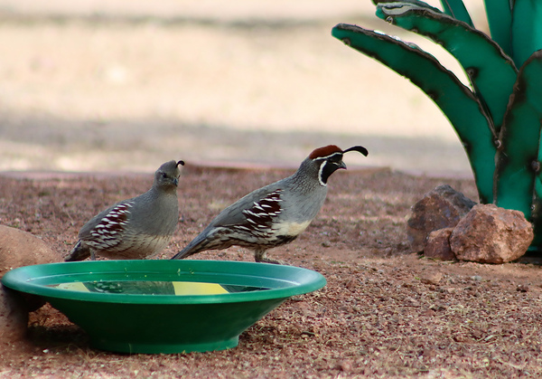 Ye Old Watering Hole Print