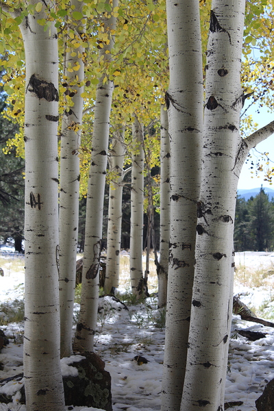 Aspens in Flagstaff Print