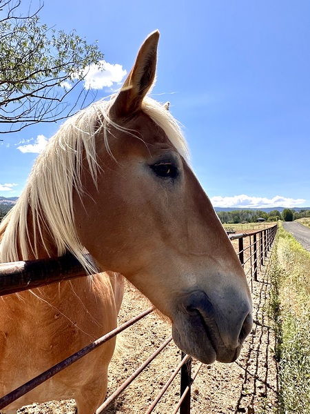 Hay Girl  by Leslie Affeldt Photography