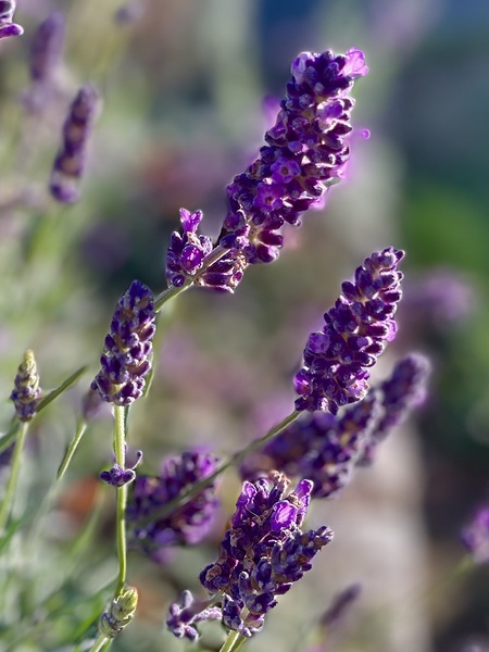 Lavender  by Leslie Affeldt Photography