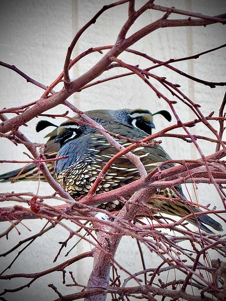 Winter Quail by Leslie Affeldt Photography