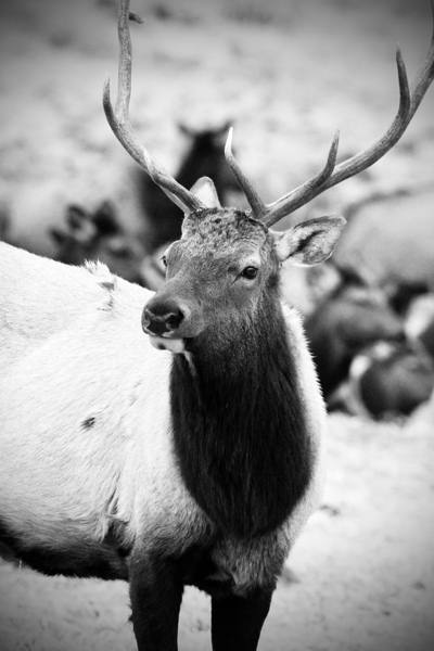 Elk Print