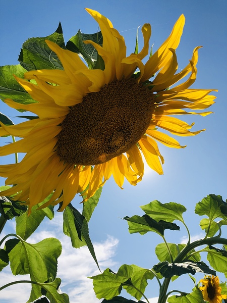 Sunflower Love Print