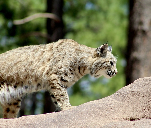 Bobcat -2 by Leslie Affeldt Photography
