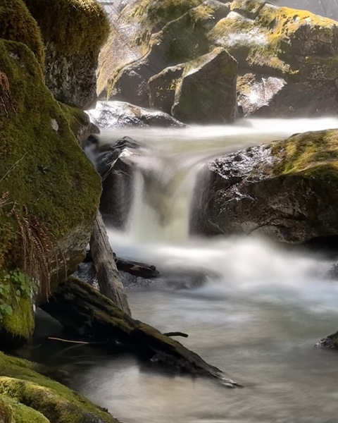 Forest Flow -2  by Leslie Affeldt Photography