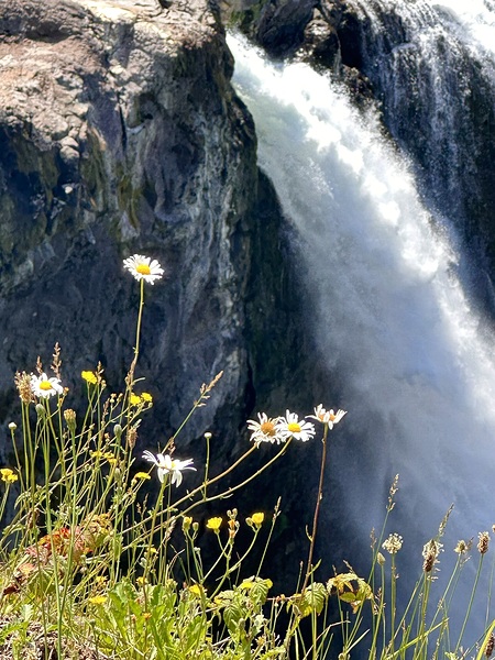 Snoqualmie falls through the Daiseys Print