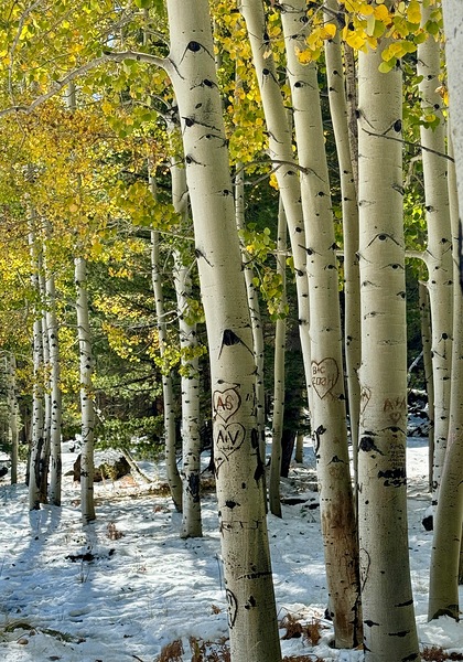 Aspens in Flagstaff -2 by Leslie Affeldt Photography