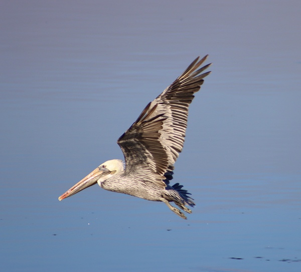 Baja Brown Pelicans -1 Print