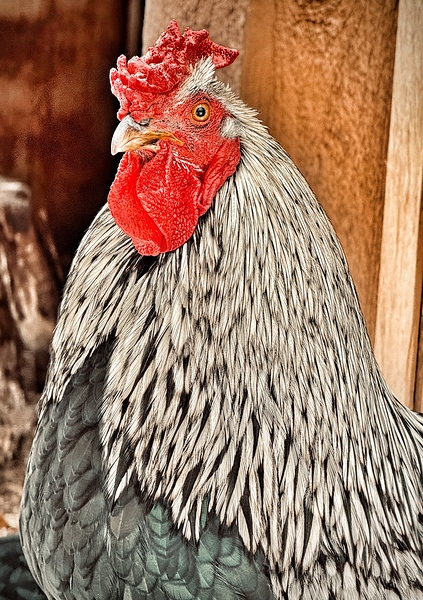 Rocky by Leslie Affeldt Photography
