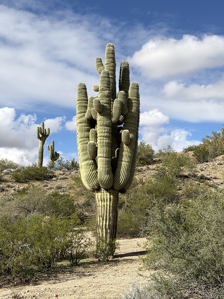 Old Man Saguaro by Leslie Affeldt Photography