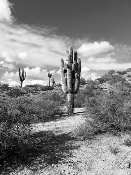 Fine Art Desert by Leslie Affeldt Photography