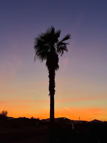 Afterglow Palm by Leslie Affeldt Photography