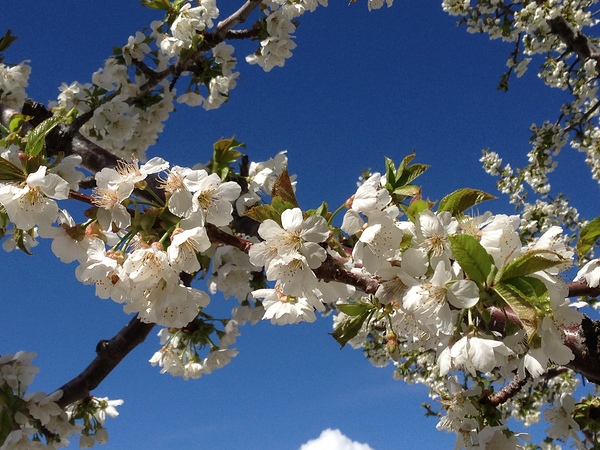 White Cherry Blossom -2 Print
