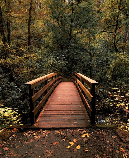The path less traveled -vertical Print