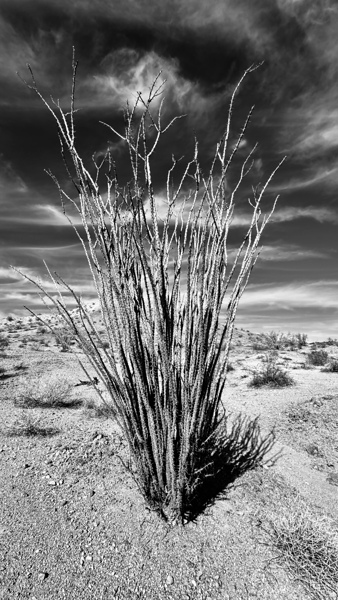 Desert Drama by Leslie Affeldt Photography