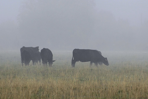 Misty Moood by Leslie Affeldt Photography