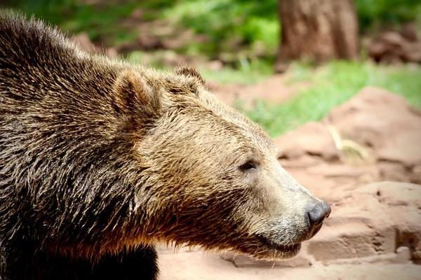 Brown Bear -1 by Leslie Affeldt Photography