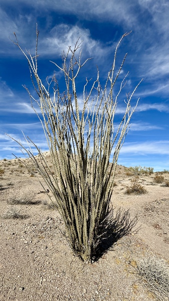 Ocotillo  by Leslie Affeldt Photography