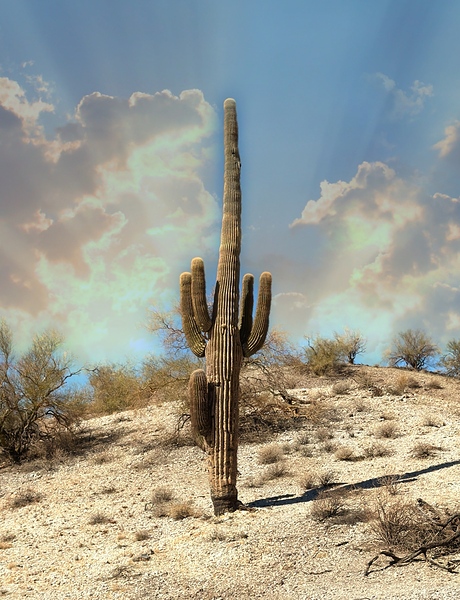 Saguaro Dream by Leslie Affeldt Photography