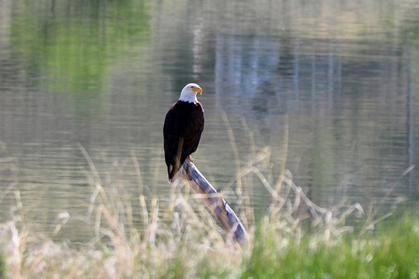 Bald Eagle on the Columbia Print