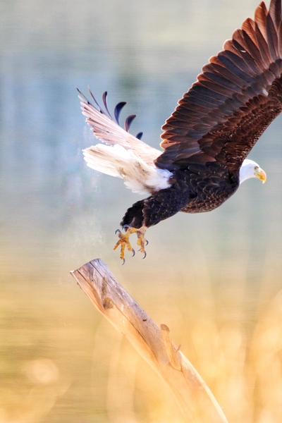 Take Flight by Leslie Affeldt Photography