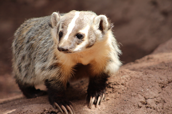 Badger -3 by Leslie Affeldt Photography