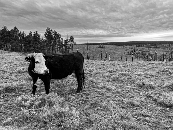 Outstanding in her field Print