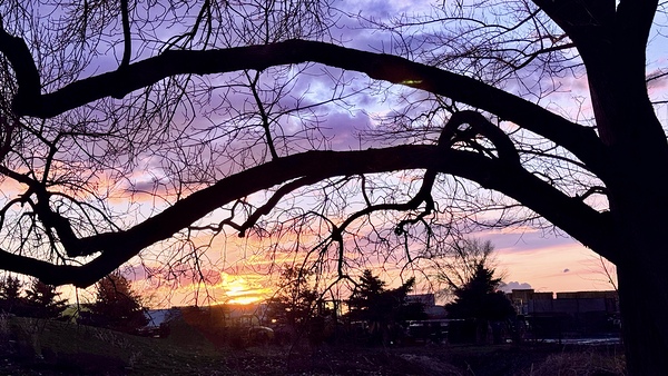 Purple and Orange by Leslie Affeldt Photography