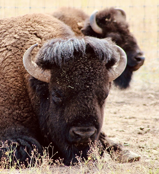 Bison in Arizona  by Leslie Affeldt Photography
