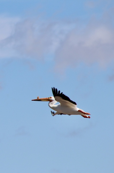 Pelican flight Print