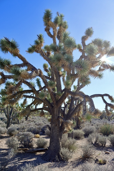 Joshua Tree w sunlight by Leslie Affeldt Photography