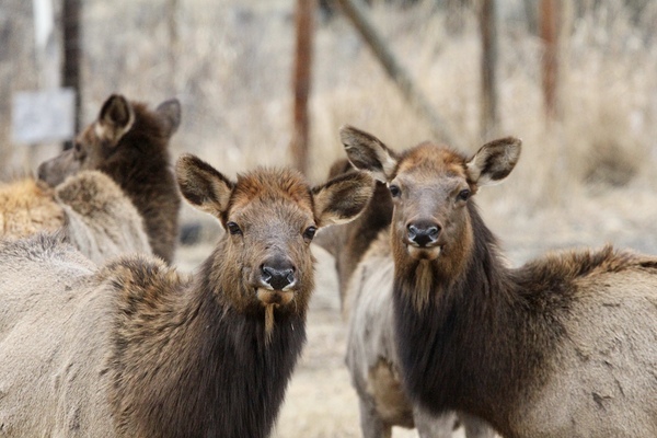 Lady Elks by Leslie Affeldt Photography