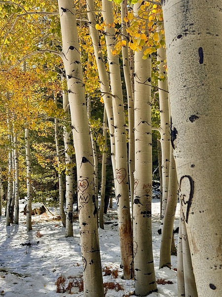 Aspens in Flagstaff -1 by Leslie Affeldt Photography