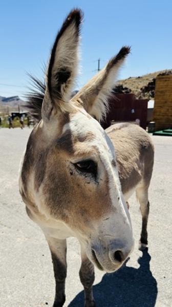 Oliver the Sheriff of Oatman -1 by Leslie Affeldt Photography
